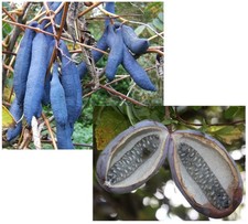 Samen Sparset Blaugurke und