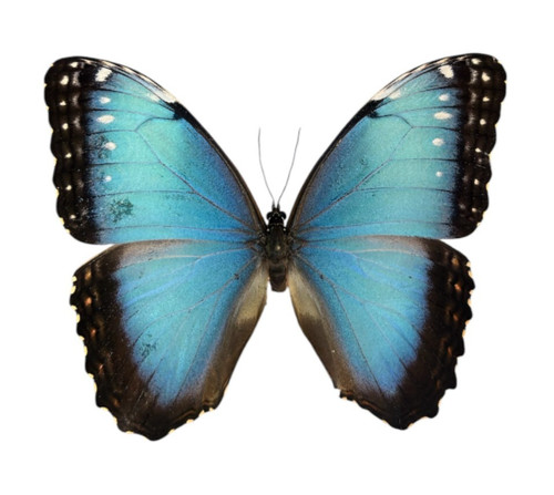 Morpho helenor papered - 5,