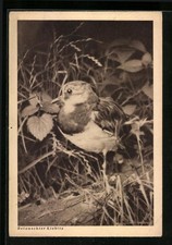 Ansichtskarte Belauschter Kiebitz im Gras 1936 