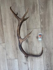 Horn von Rothirschgeweih (mit Ampelhaken) sehr gut erhalten