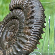 Peronoceras Ammonit North