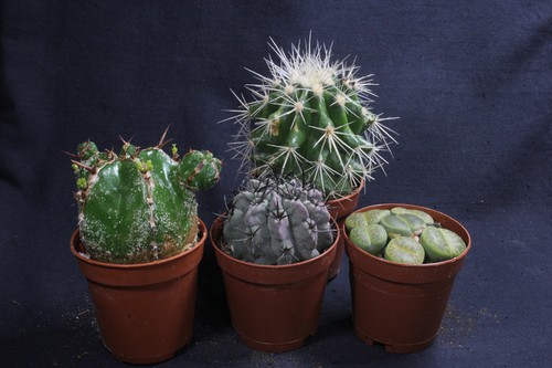 Euphorbia handiensis