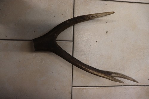 Hirschkrone geweihstange - hirschkrone,