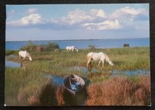 Pferdepostkarte, AK Pferde