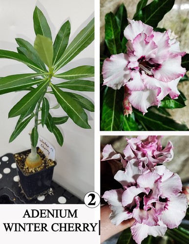 Adenium winter cherry - adenium, n2