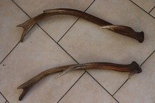 Abwurfstangen Geweihstangen Hirschhorn Hirschgeweih Geweih Horndekoration