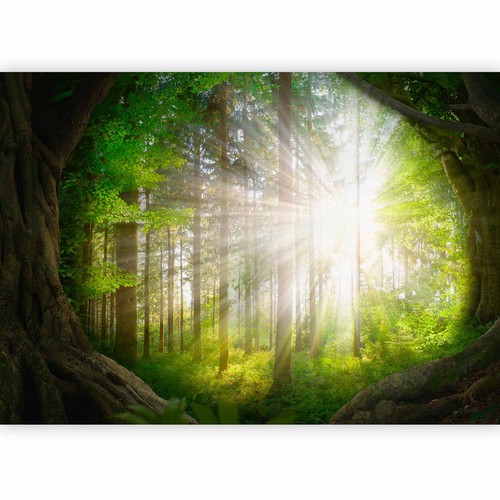 Wald natur sonnenschein vlies - natur,