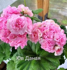 Pelargonie Geranie Zonartic ЮВ- Danaya