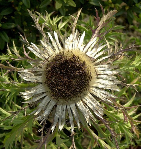Silberdistel carlina acaulis - -,