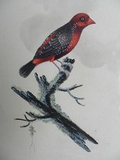 WILLIAM HAYES (1729-1799)