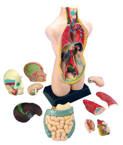 Torso groß zerlegbar - , kinder
