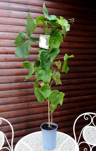 Weinrebe rebstock tafeltraube - rebstock,