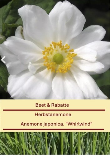 Anemone japonica whirlwind - anemone, "whirlwind"