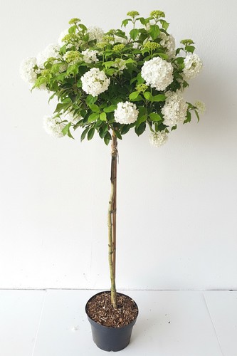Viburnum eskimo schneeball - 'eskimo',