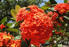 Sale1410 Paniculata Santan Orange Hydrangea Ballhortensie 10 Samen