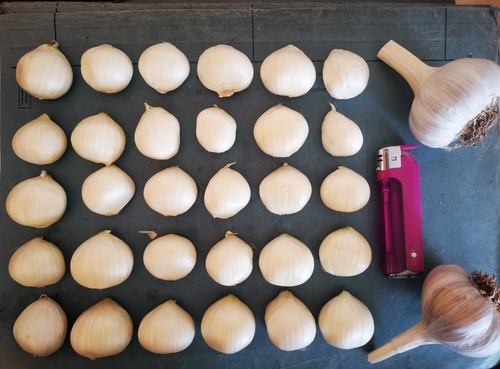 Pflanzknoblauch 30 zehen - :,