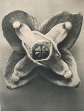 1929 Karl Blossfeldt Druck -
