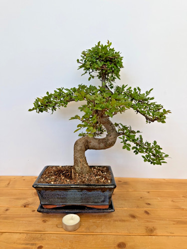 Bonsai chinesische ulme nr - bonsai,