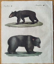 Bär schwarzbär grizzly - bär,