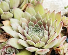 Sempervivum "Yellow Citrin" 1