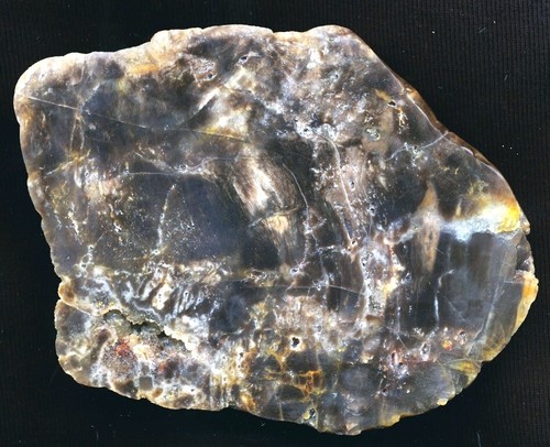 Achat agate versteinertes holz - achat/agate,