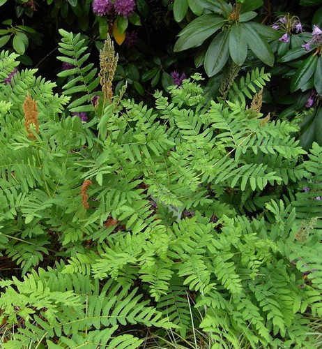 Königsfarn osmunda regalis - königsfarn,