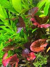 Aquariumpflanzen 1x ableger - -,