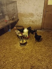 10 stück (keine) bruteier von shamos , zuchthahn 74 cm groß