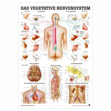 Vegetatives Nervensystem