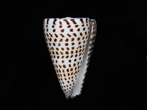 Muscheln conus litteratus 95mm - muscheln,