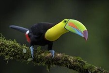 Wandbild: Kielschnabeltukan -