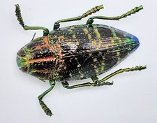 Buprestidae polybothris - buprestidae,,