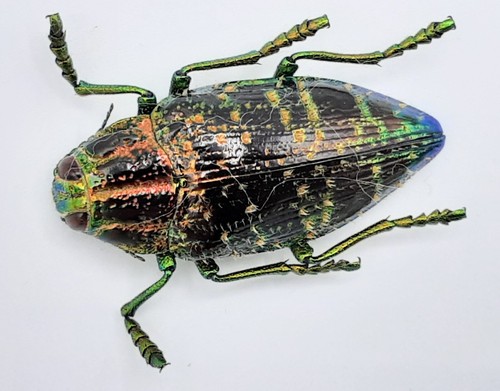 Buprestidae polybothris - buprestidae,,