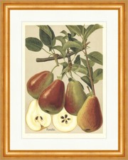 Forellenbirne Herbstforelle Beckenbirne Birnensorten Faks_Obstsorten 12 Gerahmt