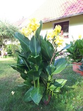 ??? 3 x Rhizom *TOP* ?SUPER- RIESENCANNA?  3m Canna Musafolia GRANDE ROT ⭐️