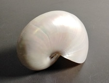 Gemeines Perlboot Nautilus