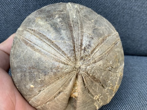 Fossil seeigel clypeus plotti - fossil,