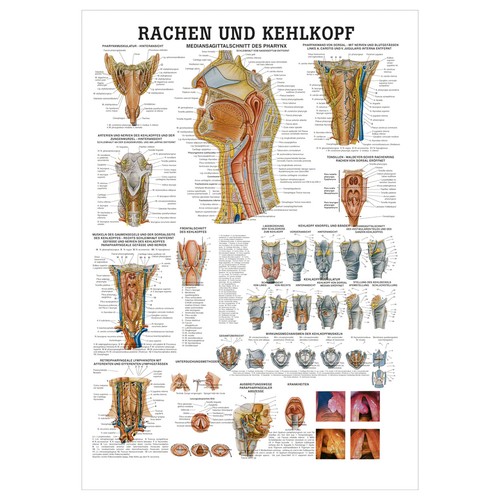 Rachen und kehlkopf lehrtafel - rachen,
