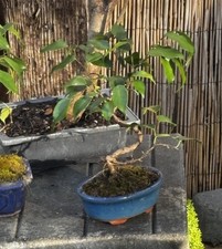 TIGERS BARK FICUS BONSAI-