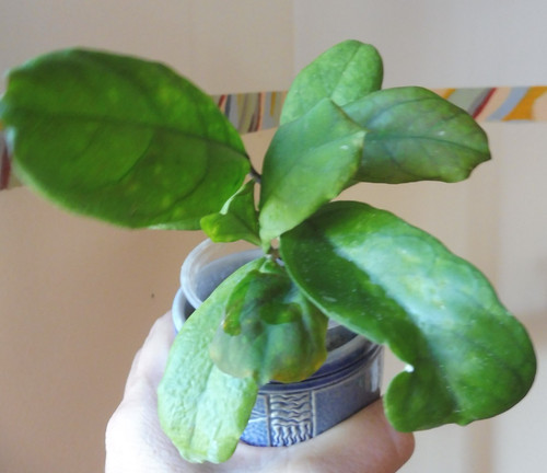 Pflanze hoya - 🌷pflanze,