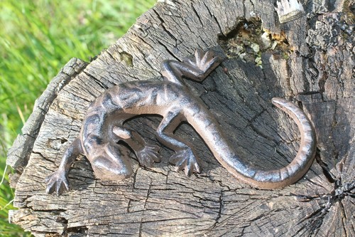 Gusseien gekko salamander - gekko,