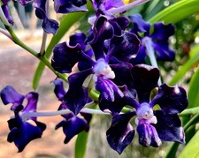 Vanda Dark Black knight