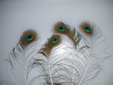 4 Pfauenfedern mit Auge  29  cm , Basteln, Floristik