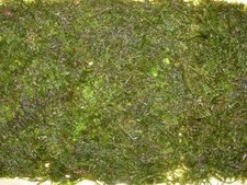 1 Portion Javamoos, Vesicularia Dubyana, Garnelen