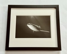 The Whale Shark von Jean-Marie