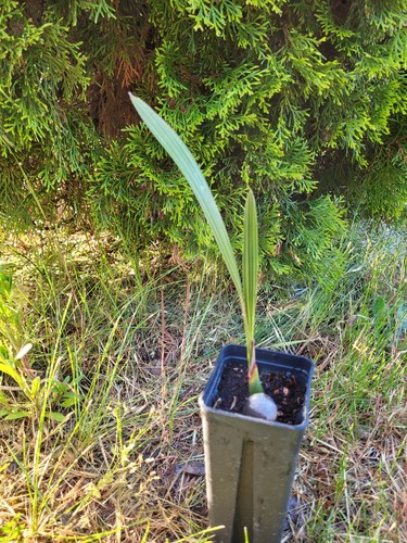 Jubaea chilensis - 🌴,