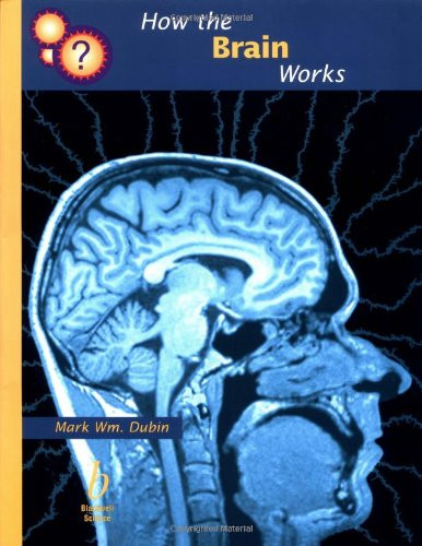 How the brain works - brain, it