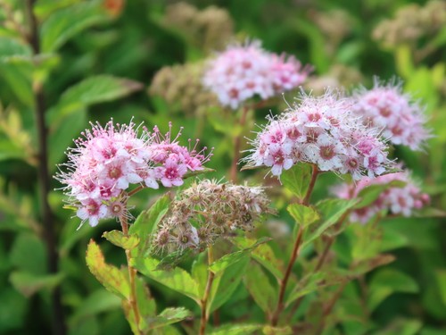 Rosa zwergspiere spiraea - zwergspiere,