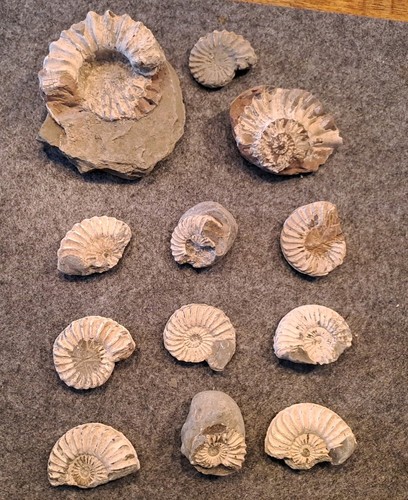 12x ammonit fossilien jura - fossilien,