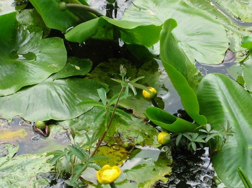 Nuphar advena amerikanische - advena,,